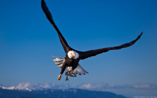 Psalm of the Watchman, On the Wings of the Wind, eagle pic Article image